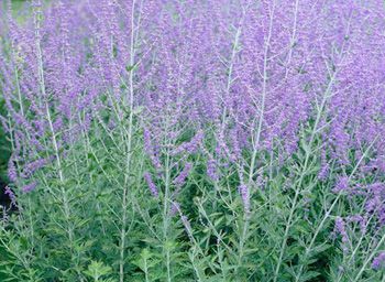 Russian Sage