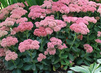 Sedum