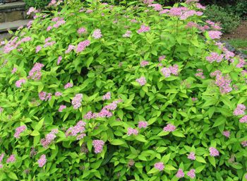 Spirea