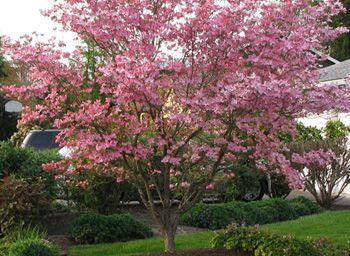 Stellar Pink Dogwood Tree