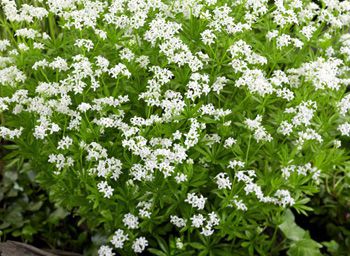 Sweet Woodruff