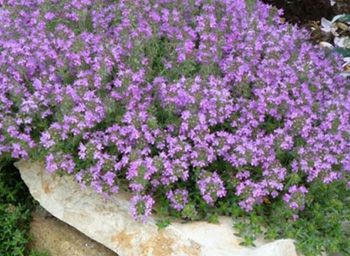 Thyme