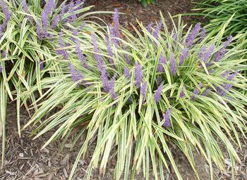 Variegated Liriope